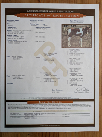 HorseID: 2304851 Shiney Cat - PhotoID: 1087920