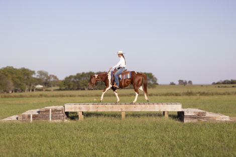 HorseID: 2304851 Shiney Cat - PhotoID: 1087921