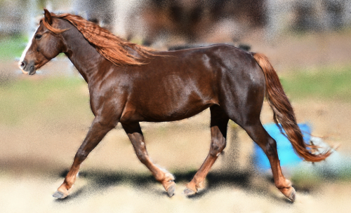 HorseID: 2304853 Trinity - PhotoID: 1087922