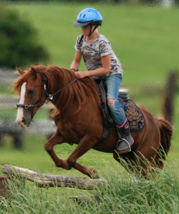 HorseID: 2304853 Trinity - PhotoID: 1087923