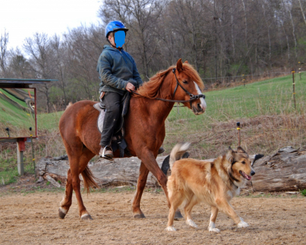 HorseID: 2304853 Trinity - PhotoID: 1087924