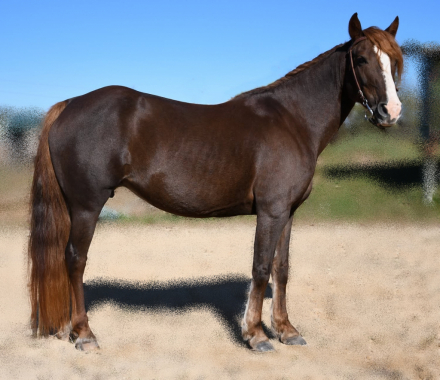 HorseID: 2304853 Trinity - PhotoID: 1087925