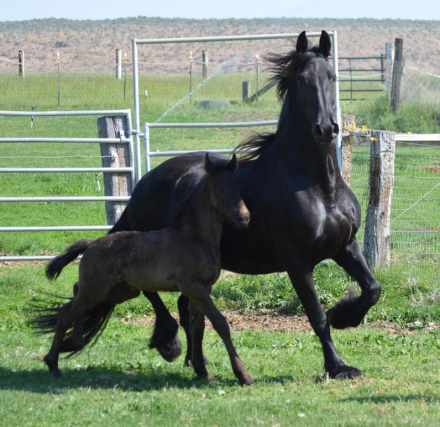 HorseID: 2304854 Mainbook FHANA 2026 foals - PhotoID: 1087928