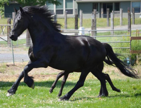 HorseID: 2304854 Mainbook FHANA 2026 foals - PhotoID: 1087929