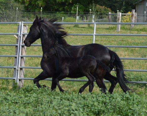 HorseID: 2304854 Mainbook FHANA 2026 foals - PhotoID: 1087930