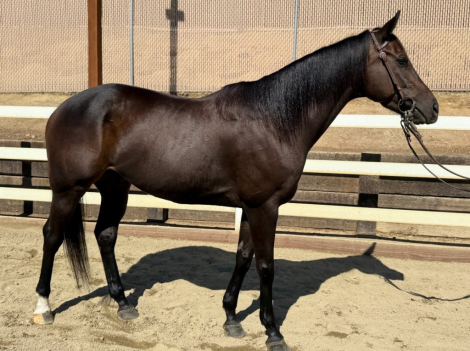 HorseID: 2304858 Bound to Dance - PhotoID: 1087934