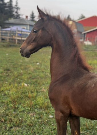 HorseID: 2304862 Rikochet - PhotoID: 1087937