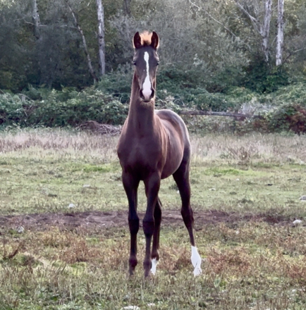 HorseID: 2304863 Axelerate - PhotoID: 1087938