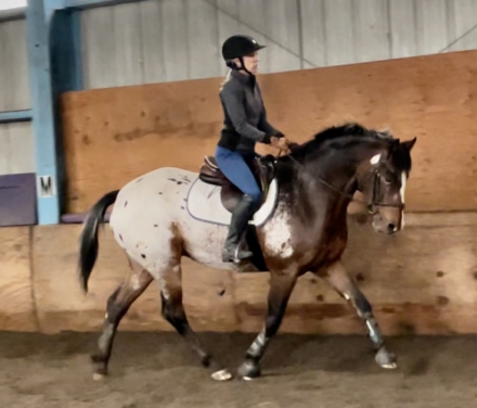 HorseID: 2304864 Jack - PhotoID: 1088012