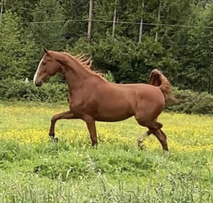 HorseID: 2304865 Preachers Saving Grace - PhotoID: 1087939