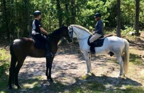 HorseID: 2304866 Coulton - PhotoID: 1087940