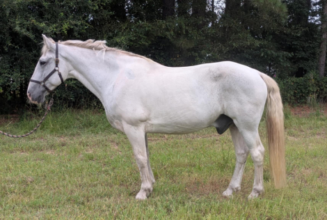 HorseID: 2304866 Coulton - PhotoID: 1087941