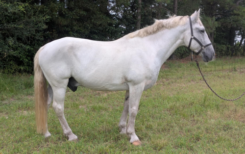 HorseID: 2304866 Coulton - PhotoID: 1087942