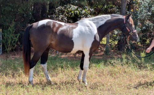 HorseID: 2304868 Walker - PhotoID: 1087944