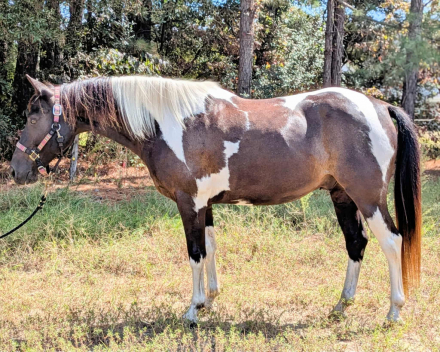 HorseID: 2304868 Walker - PhotoID: 1087945