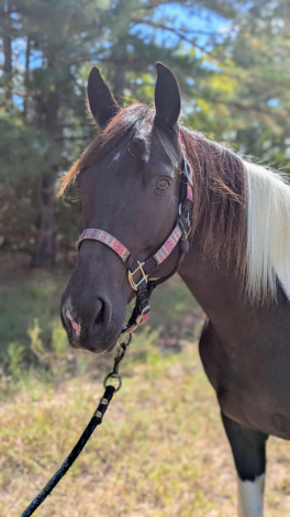 HorseID: 2304868 Walker - PhotoID: 1087946