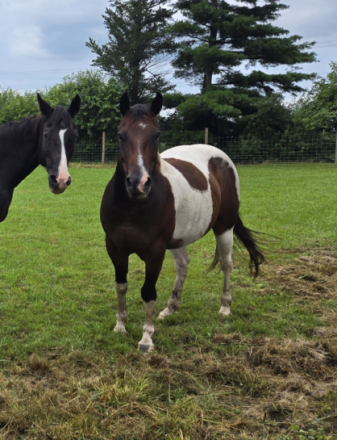 HorseID: 2304871 Machos Thunder - PhotoID: 1087947