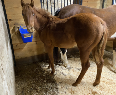 HorseID: 2304877 Awesome Looking Daisy - PhotoID: 1087956