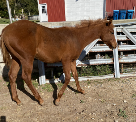 HorseID: 2304877 Awesome Looking Daisy - PhotoID: 1087957