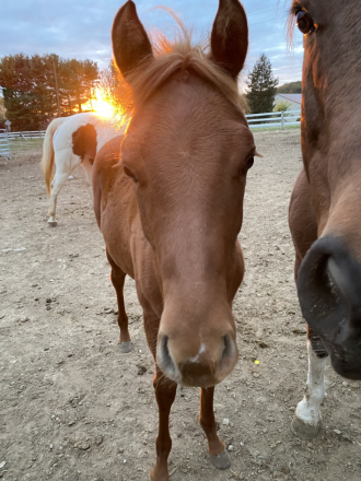 HorseID: 2304877 Awesome Looking Daisy - PhotoID: 1087958