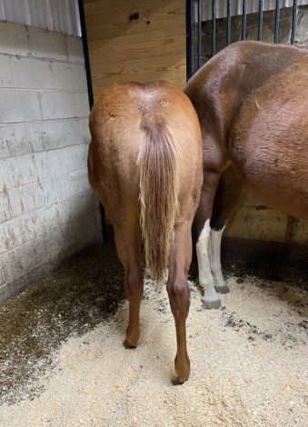 HorseID: 2304877 Awesome Looking Daisy - PhotoID: 1087959