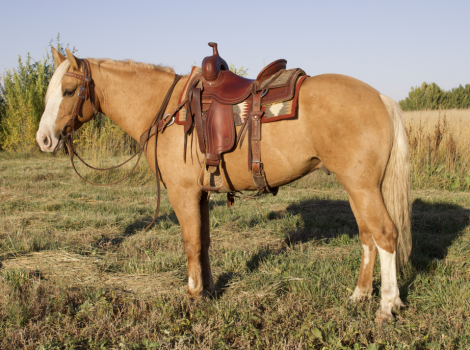 HorseID: 2304878 Larry - PhotoID: 1087962