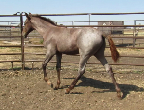 HorseID: 2304879 Roany - PhotoID: 1088103