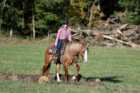 HorseID: 2304880 Drago - PhotoID: 1087960