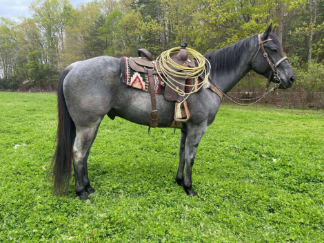 HorseID: 2304882 Leo Blue Star - PhotoID: 1087961