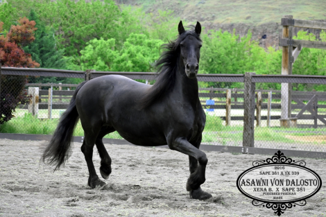 HorseID: 2304887 Asawni von Dalosto - PhotoID: 1087975