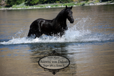 HorseID: 2304887 Asawni von Dalosto - PhotoID: 1087976