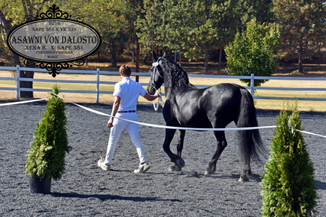 HorseID: 2304887 Asawni von Dalosto - PhotoID: 1087977