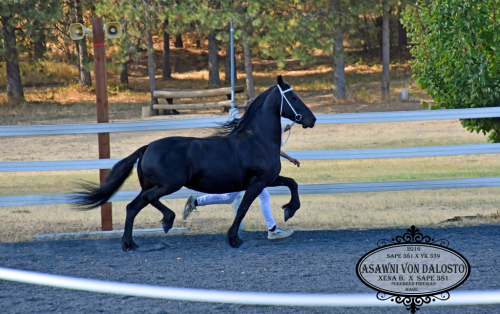 HorseID: 2304887 Asawni von Dalosto - PhotoID: 1087978