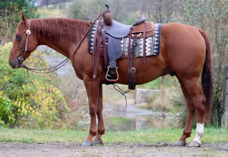 HorseID: 2304888 DAN YELL BOON - PhotoID: 1087979