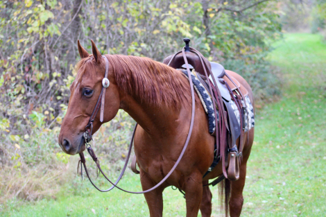 HorseID: 2304888 DAN YELL BOON - PhotoID: 1087980