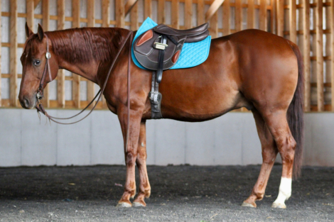 HorseID: 2304888 DAN YELL BOON - PhotoID: 1087981