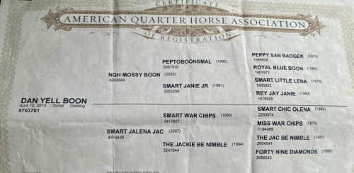 HorseID: 2304888 DAN YELL BOON - PhotoID: 1087982