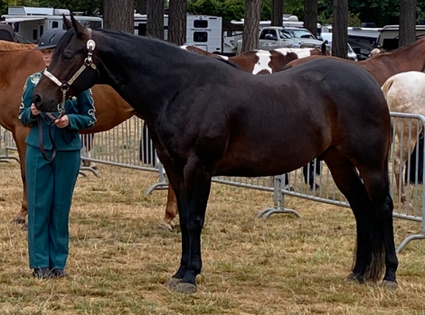 HorseID: 2304889 This Willy Happened - PhotoID: 1087983