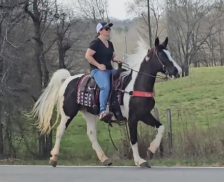 HorseID: 2304893 Harley - PhotoID: 1088102