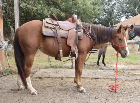 HorseID: 2304894 The Complete Performance Horse Prospect Package! - PhotoID: 1087987