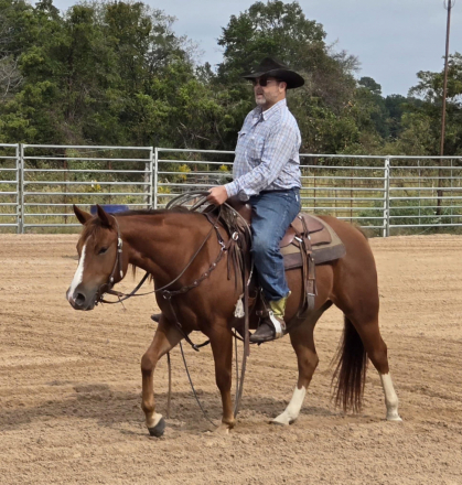 HorseID: 2304894 The Complete Performance Horse Prospect Package! - PhotoID: 1087988