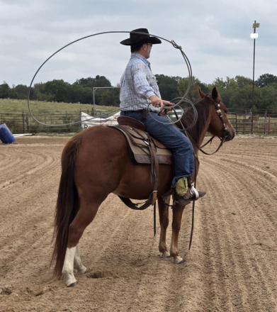 HorseID: 2304894 The Complete Performance Horse Prospect Package! - PhotoID: 1087990