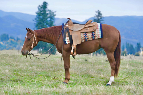 HorseID: 2304896 SMART ASH CAT - PhotoID: 1087991