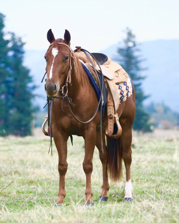 HorseID: 2304896 SMART ASH CAT - PhotoID: 1087992