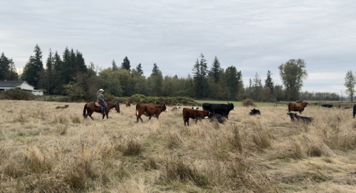 HorseID: 2304896 SMART ASH CAT - PhotoID: 1087993