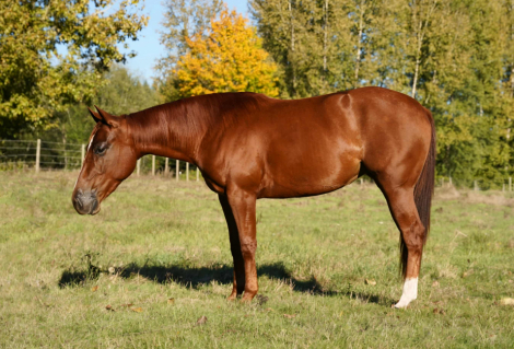 HorseID: 2304896 SMART ASH CAT - PhotoID: 1087994
