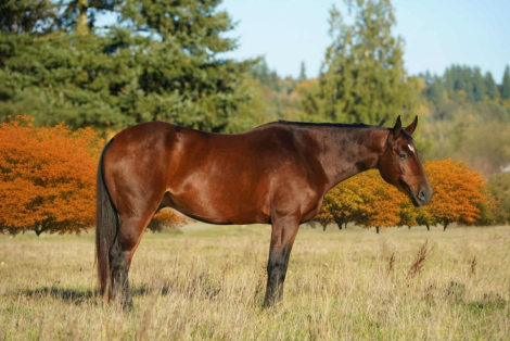 HorseID: 2304897 SHEZ A MIGHTY DIAMOND - PhotoID: 1087995