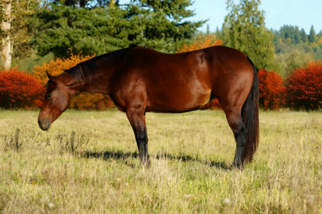 HorseID: 2304897 SHEZ A MIGHTY DIAMOND - PhotoID: 1087996