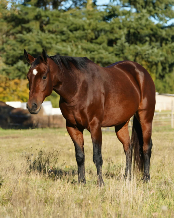 HorseID: 2304897 SHEZ A MIGHTY DIAMOND - PhotoID: 1087997