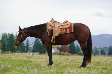 HorseID: 2304897 SHEZ A MIGHTY DIAMOND - PhotoID: 1087998